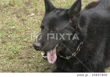 Smart dog look Smart dog look 30897800