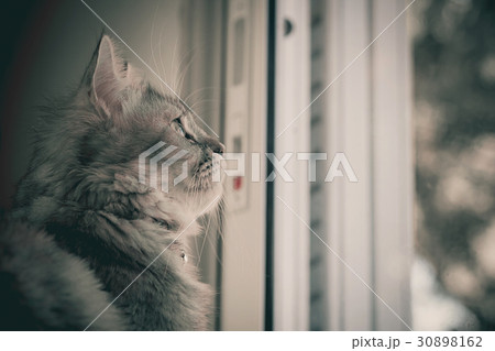 Close up portrait of cat  30898162