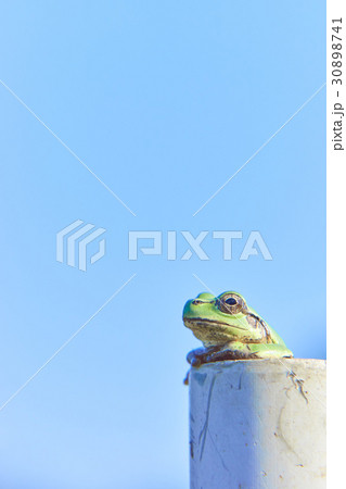 アマガエル 青空 考え事 アマガエル 青空 考え事 30898741