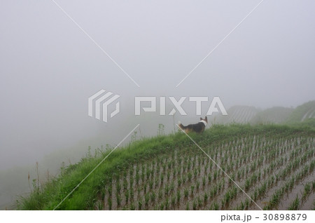 霧の田んぼの写真素材 [30898879] - PIXTA