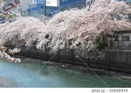 桜 大岡川 桜 大岡川 30898949