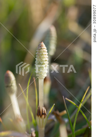 ツクシ 30899077