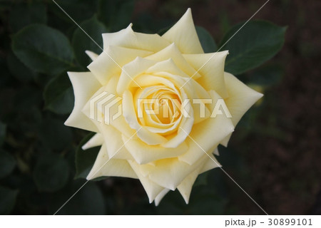 薔薇 薔薇 30899101