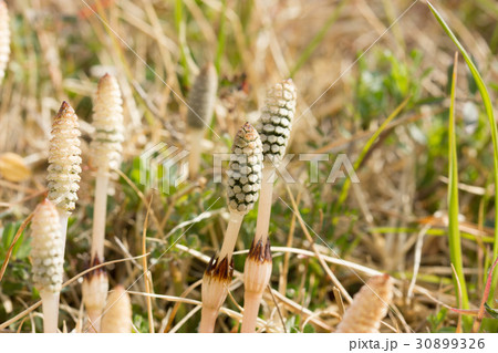 ツクシ 30899326