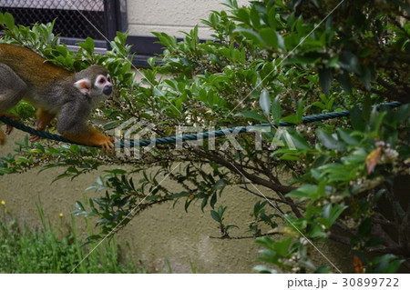 リスザル リスザル 30899722