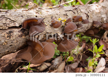 野生の食用きのこ キクラゲ 野生の食用きのこ キクラゲ 30900111