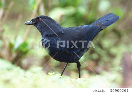 鳥綱 台湾 同様 30900261