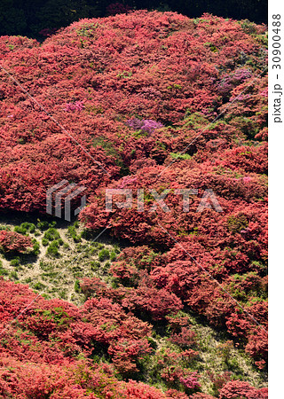 【奈良県　御所市】葛城山のツツジ 30900488