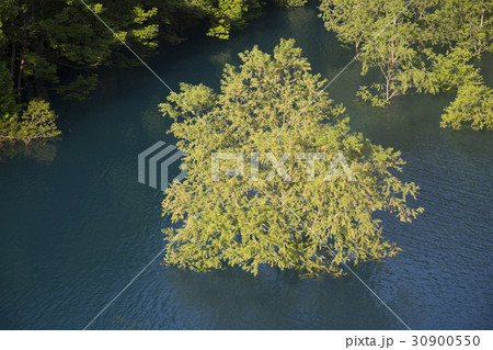 秋田県仙北市 秋扇湖 湖の中の木 30900550