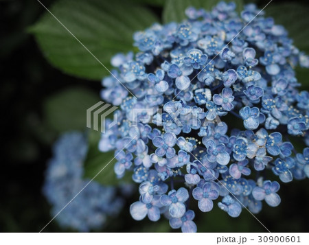 紫陽花 30900601