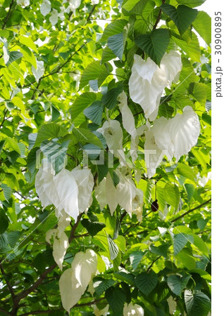 ハンカチノキ 30900895