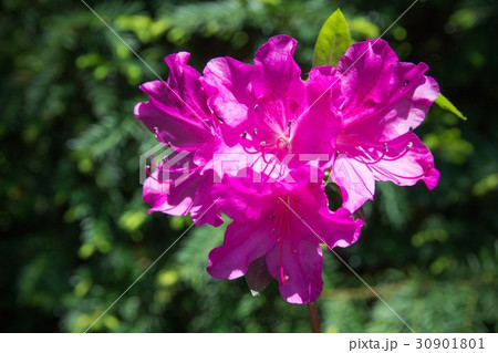 Rhododendron close-up, selective focus Rhododendron close-up, selective focus 30901801