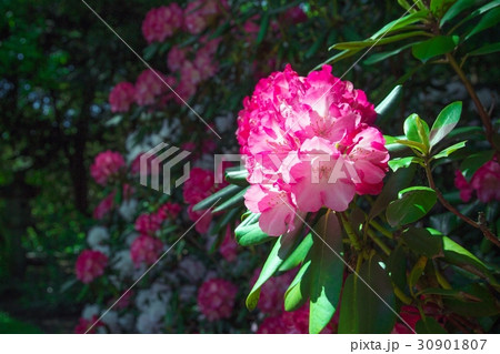 Rhododendron close-up, selective focus Rhododendron close-up, selective focus 30901807
