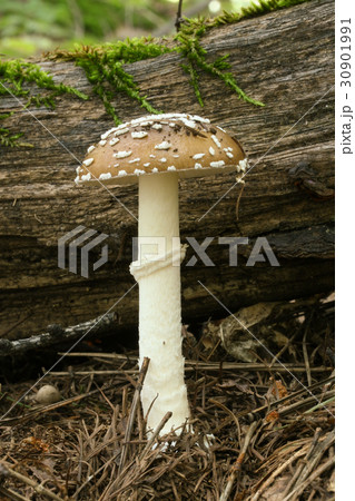 毒きのこ　テングタケ 30901991