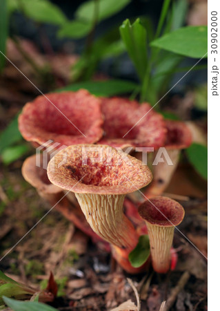 毒きのこ　ウスタケ 30902000