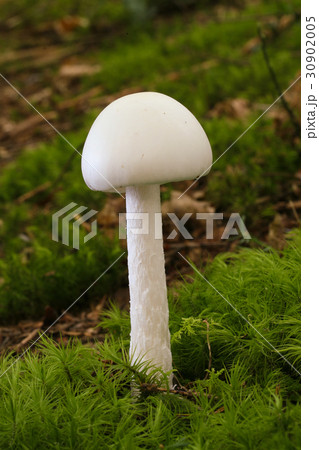 毒きのこ ドクツルタケ 毒きのこ ドクツルタケ 30902005