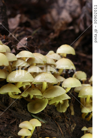 毒きのこ　ニガクリタケ 30902011