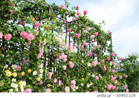 大阪　中之島バラ園の風景 30902129
