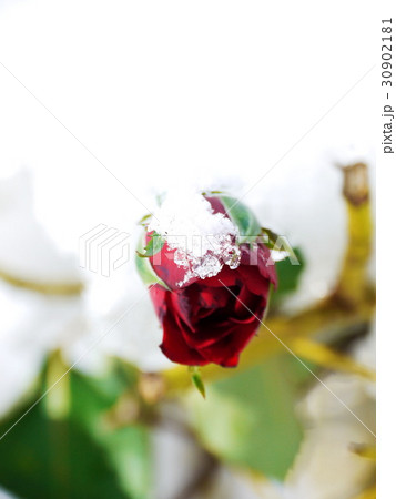 Frozen Rose 30902181