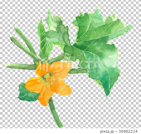 西葫蘆花 30902214