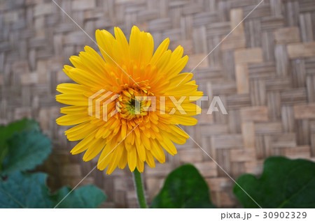 Beautiful yellow gerbera flower on brown backgroun 30902329