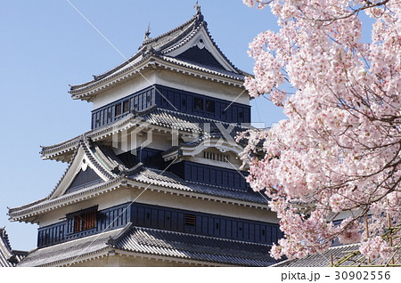 信州　松本の春　桜に囲まれる国宝松本城　現存１２天守のひとつ　松本観光の中心 30902556