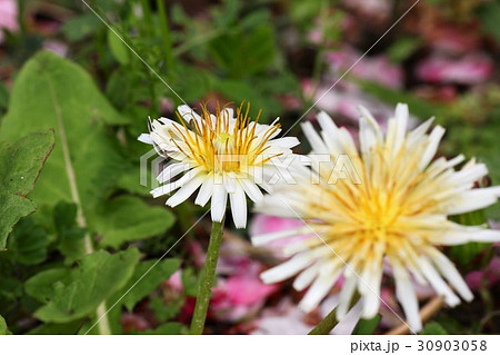 野の花「シロタンポポ」天の川河川敷公園：大阪府枚方市 30903058