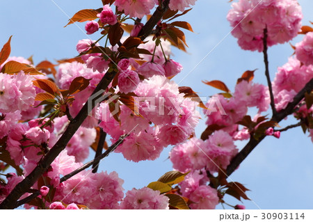 木の花「八重桜」天の川河川敷公園：大阪府枚方市 30903114