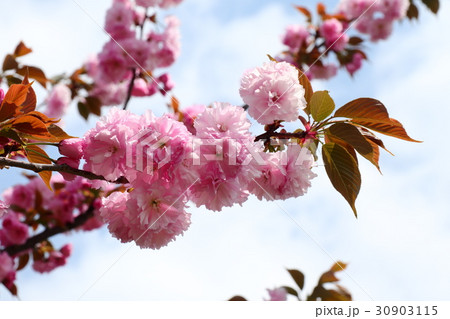 木の花「八重桜」天の川河川敷公園：大阪府枚方市 30903115