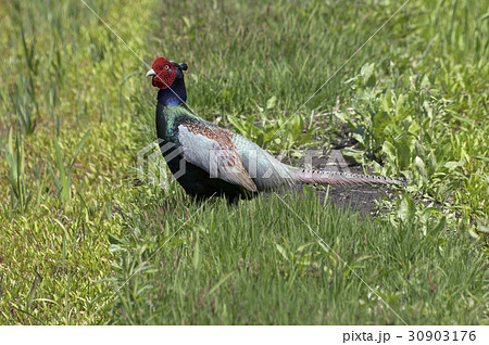 耕作前の農地に現れたキジ 耕作前の農地に現れたキジ 30903176