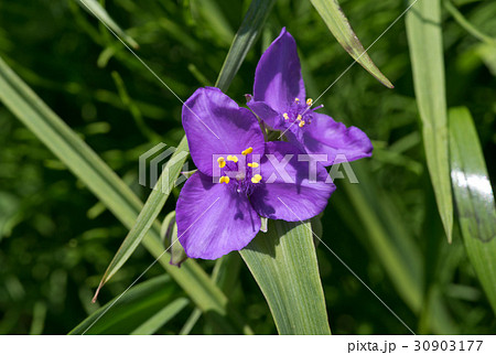 ムラサキツユクサの花のアップ 30903177