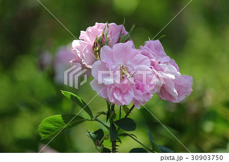 ダマスクローズ ダマスクローズ 30903750