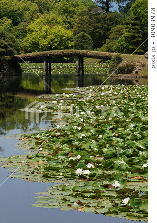 岡山県津山市にある回遊式日本庭園「衆楽園」 30903978