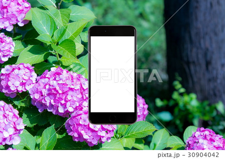アジサイ 紫陽花 あじさい 梅雨時期 スマホ、画面、スマートフォン、携帯電話 アジサイ 紫陽花 あじさい 梅雨時期 スマホ、画面、スマートフォン、携帯電話 30904042