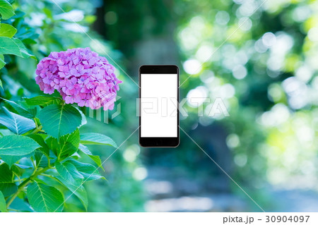 アジサイ 紫陽花 あじさい 梅雨時期 スマホ、画面、スマートフォン、携帯電話 アジサイ 紫陽花 あじさい 梅雨時期 スマホ、画面、スマートフォン、携帯電話 30904097