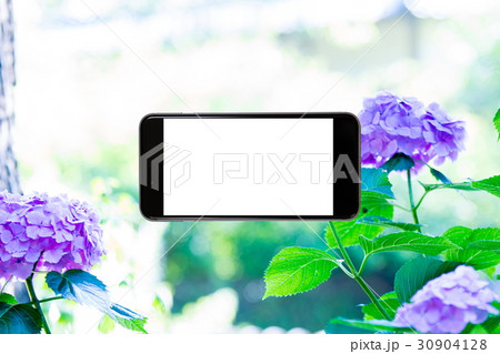 アジサイ　紫陽花　あじさい　梅雨時期　スマホ、画面、スマートフォン、携帯電話 30904128