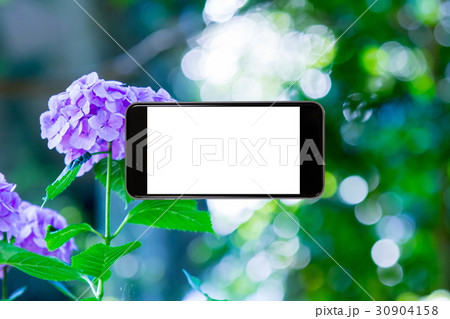 アジサイ　紫陽花　あじさい　梅雨時期　スマホ、画面、スマートフォン、携帯電話 30904158