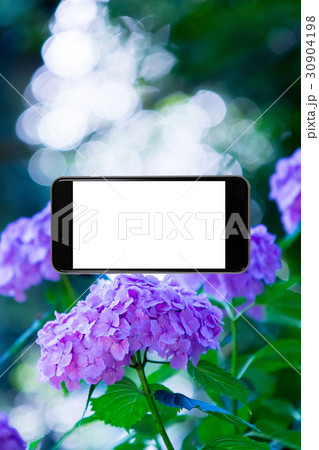 アジサイ　紫陽花　あじさい　梅雨時期　スマホ、画面、スマートフォン、携帯電話 30904198