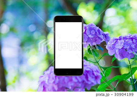 アジサイ　紫陽花　あじさい　梅雨時期　スマホ、画面、スマートフォン、携帯電話 30904199