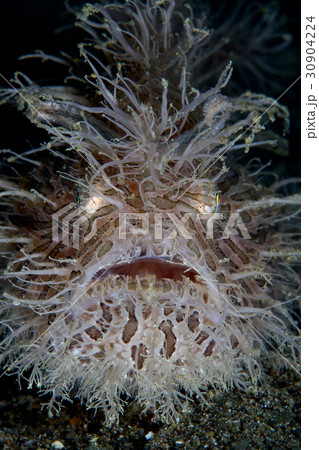 毛深い魚 ヘアリーフロッグフィッシュ 30904224