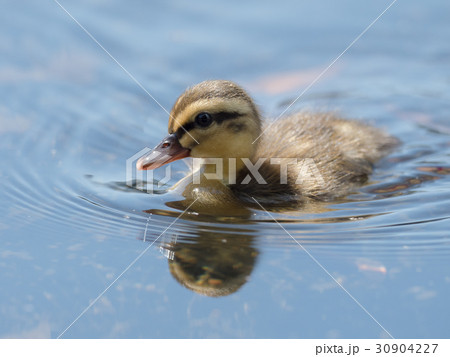 かわいいカルガモの赤ちゃんの写真素材