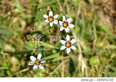 ニワゼキショウ（庭石菖） 30904238