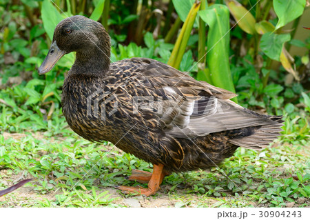鳥 鳥綱 開国 30904243