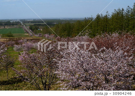北海道の春 北海道の春 30904246