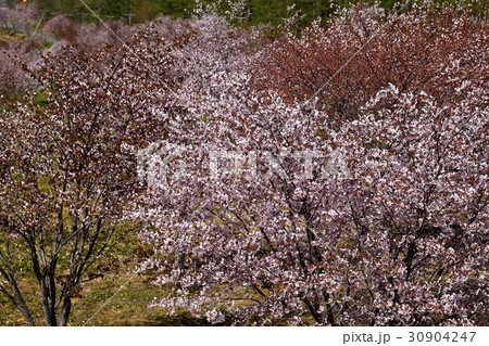 北海道の春 北海道の春 30904247