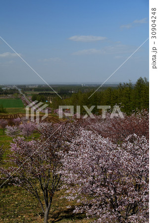 北海道の春 30904248