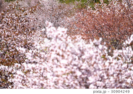 北海道の春 30904249