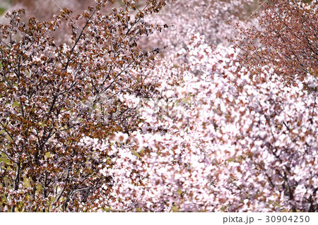 北海道の春 30904250