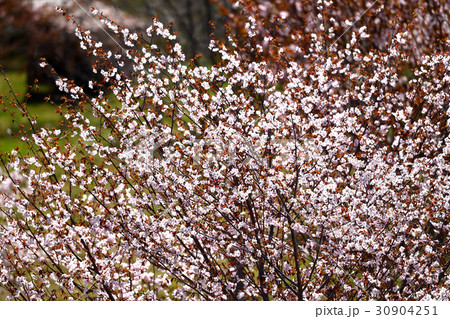 北海道の春 30904251