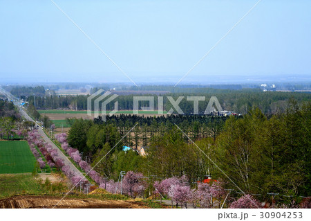 北海道の春 30904253
